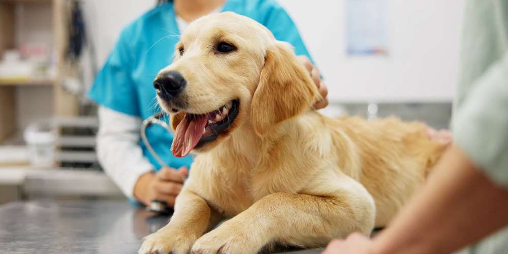 Why-Dubai-Is-an-Excellent-Home-for-Dog-Owners
